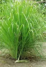 Citromfű gyógynövény fűszer  - kép 4