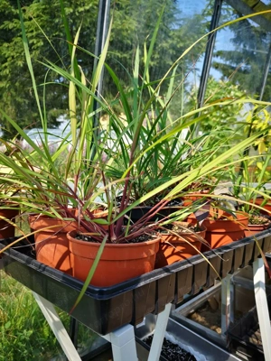 Citromfű gyógynövény fűszer  - kép 5