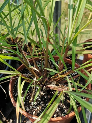 Citromfű gyógynövény fűszer  - kép 2