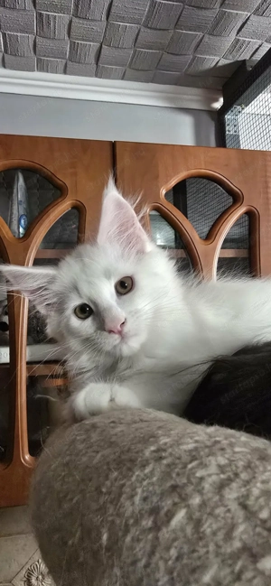 Maine Coon Cica Szerető Otthont keres!