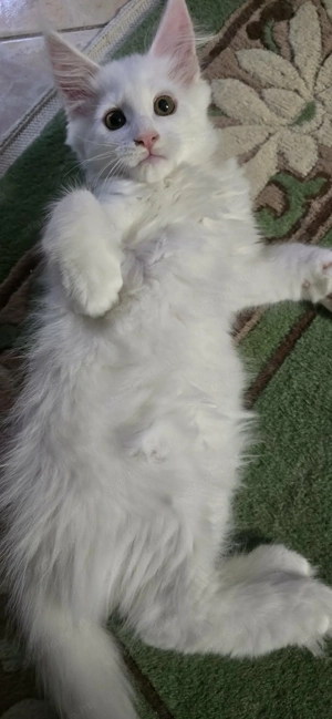 Maine Coon Cica Szerető Otthont keres! - kép 2