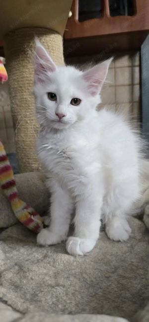 Maine Coon Cica Szerető Otthont keres! - kép 4