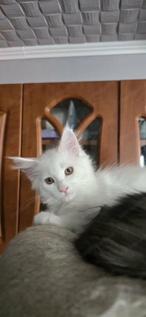 Maine Coon Cica Szerető Otthont keres! - kép 3