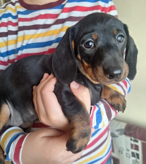 Fekete cser törpetacskó - kép 2