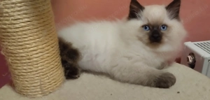 Márciusban születendő Ragdoll kiscicákra előjegyzést felveszünk! - kép 4