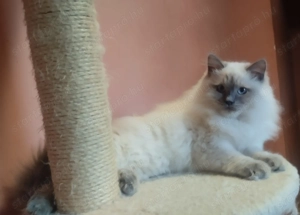 Márciusban születendő Ragdoll kiscicákra előjegyzést felveszünk! - kép 3