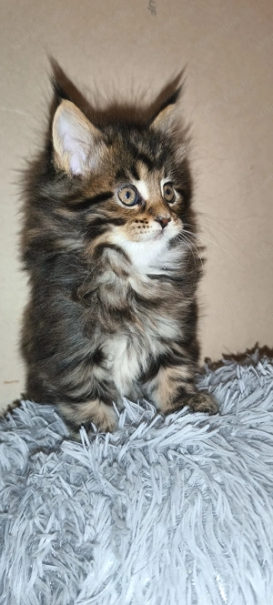 Maine coon  - kép 2