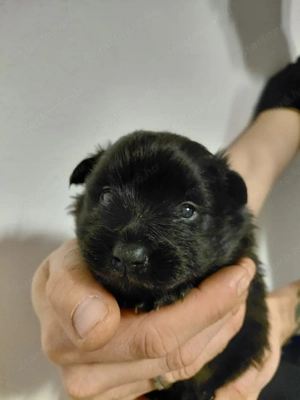 Foglalható Spicc kutyusok