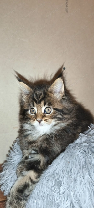 Maine coon  - kép 3