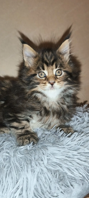 Maine coon  - kép 4