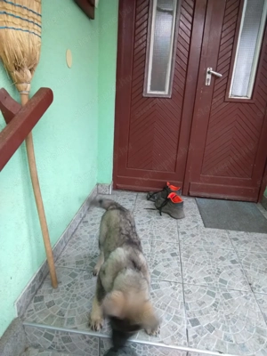 német juhász ( németjuhász ) kölykök - kép 2