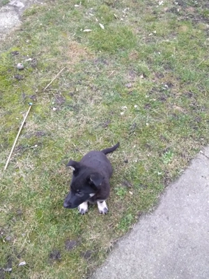 német juhász ( németjuhász ) kölykök - kép 3