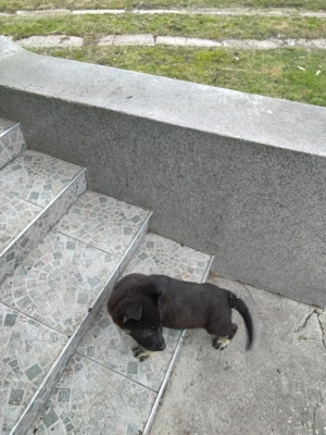 német juhász ( németjuhász ) kölykök - kép 4