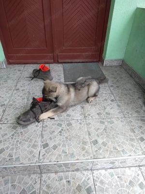 német juhász ( németjuhász ) kölykök - kép 5