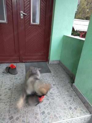 német juhász ( németjuhász ) kölykök - kép 6