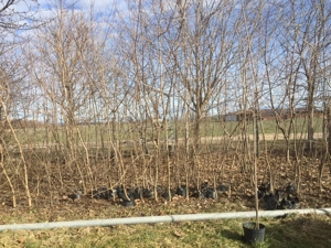 Eladó.Hegyi juhar és zöld juhar fák. - kép 7