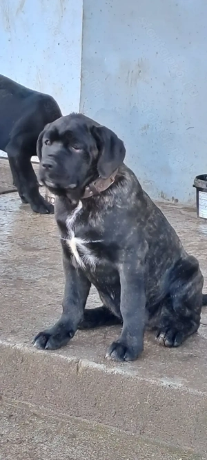 Eladó Cane Corso nőstény kiskutyák! - kép 4