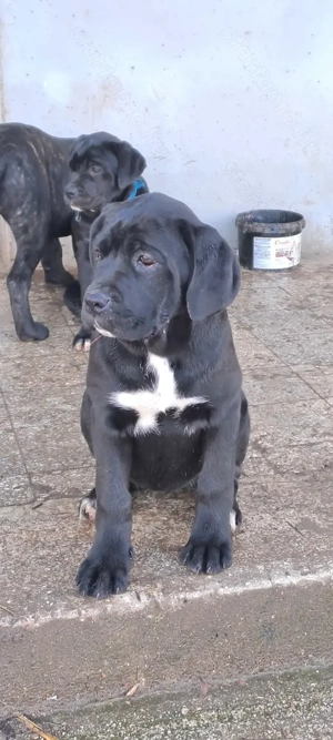 Eladó Cane Corso nőstény kiskutyák! - kép 2