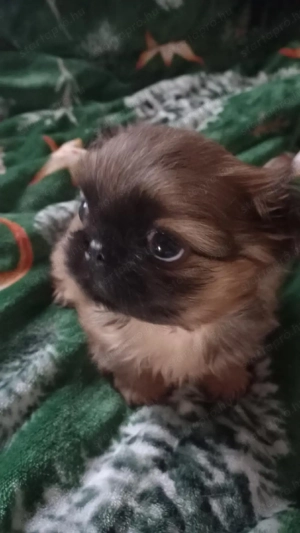 pekingi palotapincsi kisfiú - kép 3