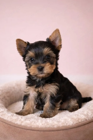 pici méretű yorkshire terrier mini yorkie - kép 2
