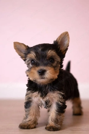pici méretű yorkshire terrier mini yorkie - kép 3
