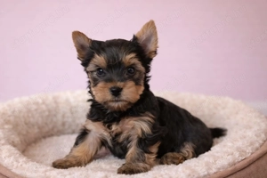 pici méretű yorkshire terrier mini yorkie - kép 5