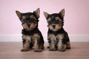 pici méretű yorkshire terrier mini yorkie - kép 4