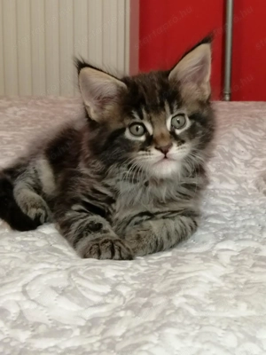 Maine coon kandúr kiscica  - kép 2