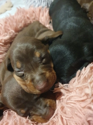 Tacskó kölyök  4.lány 1.fiú - kép 3