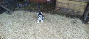 Fajta tiszta Husky - kép 5