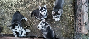 Fajta tiszta Husky - kép 4