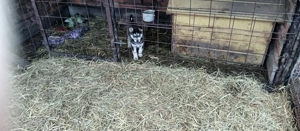 Fajta tiszta Husky - kép 3