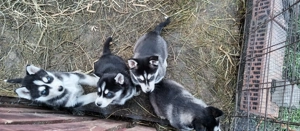 Fajta tiszta Husky - kép 2