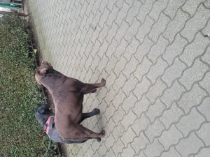 Labrador kölyök kutyák Előjegyezhetők. - kép 5