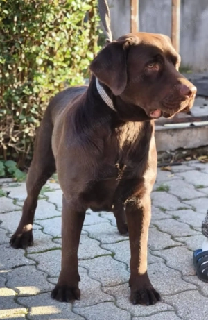 Labrador kölyök kutyák Előjegyezhetők. - kép 4