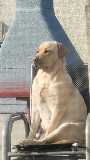 Labrador kölyök kutyák Előjegyezhetők. - kép 6