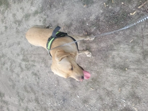 Labrador kölyök kutyák Előjegyezhetők. - kép 8