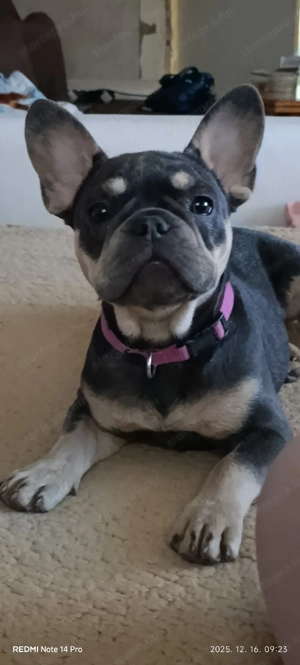 5 hónapos buci kislány.Gyerekek mellé kimondottan ajánlom! - kép 2