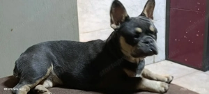 5 hónapos buci kislány.Gyerekek mellé kimondottan ajánlom! - kép 4