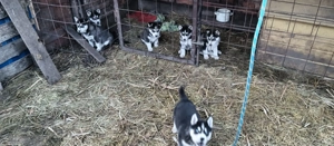 Fajta tiszta Husky - kép 6