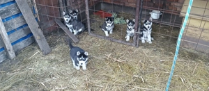 Fajta tiszta Husky - kép 9