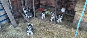 Fajta tiszta Husky - kép 8