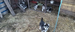 Fajta tiszta Husky - kép 7