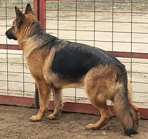 2 éves németjuhász szuka - kép 2