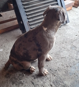 Amerikai Staffordshire - kép 5