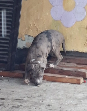 Amerikai Staffordshire - kép 4