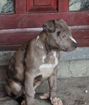 Amerikai Staffordshire - kép 3