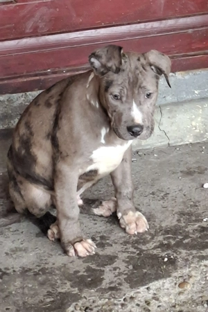 Amerikai Staffordshire - kép 2