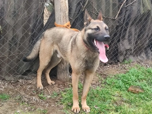 Német juhász - Mali , Mali -németjuhász  - kép 4