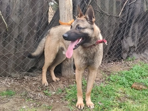 Német juhász - Mali , Mali -németjuhász  - kép 2